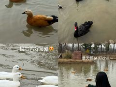 -祥源·阜阳生态乐园