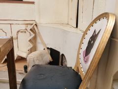 -猫小院猫主题餐厅(南锣旗舰店)