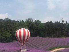 -大塘金香草谷