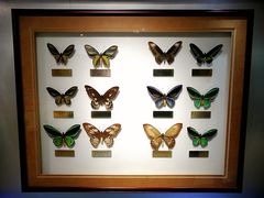 -上海昆虫博物馆