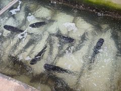 -姥家大锅台水库渔家