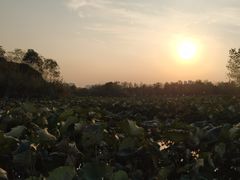 -艾溪湖湿地公园