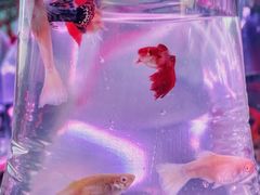 -华声天桥民俗文化园