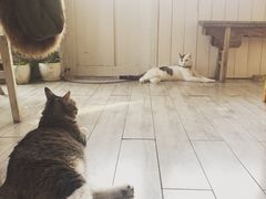-海边的猫和咖啡馆