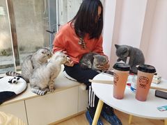 -猫咪派对(江南西店)