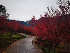 -福清灵石山国家森林公园