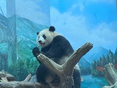 -武汉动物园