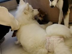 -怪兽屋·羊驼·猫咖·狗咖(俊华广场店)