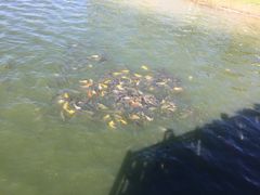 iphone_upload_pic-武清南湖绿博园