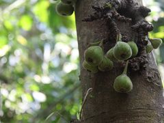 -中国科学院西双版纳热带植物园