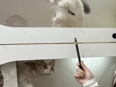 -青奢宠物·青奢猫舍