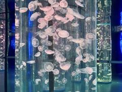 -苏州海洋馆