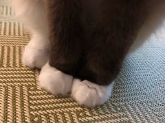 -猫在这儿猫咪咖啡馆·撸猫馆