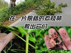 -长洲岛