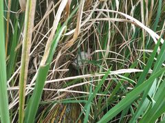 -成都市活水公园