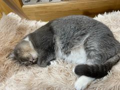 -MOCHA明星猫咖(田子坊店)