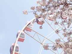 -顾村公园