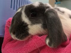 -菲尔斯特宠物医院