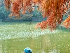 -上海海湾国家森林公园