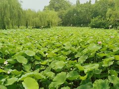 -桂湖森林公园