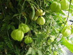 -洪湖里高汤云吞