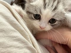-袖虎·猫馆(体育西路店)