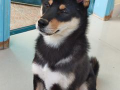 -喜柴咖啡·柴犬狗咖