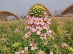 -中国天府农业博览园