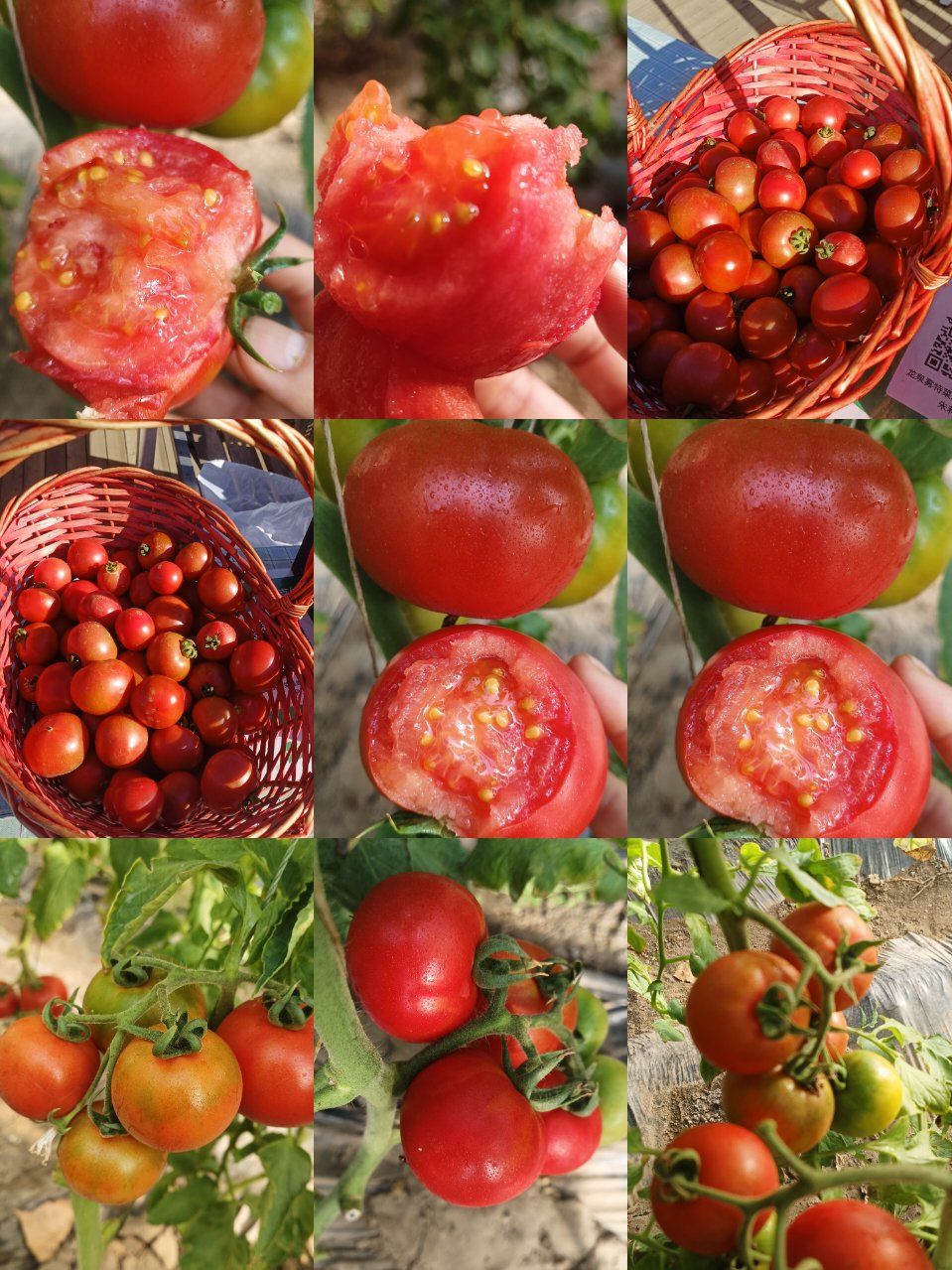 自然成熟的西红柿开园啦,吃上口想吃第二口