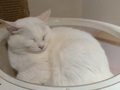 -猫域·湾主题猫咖·宠物吧(南坪城市广场店)