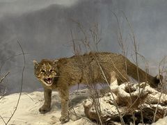 -陕西自然博物馆