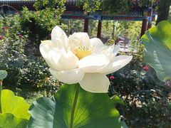 -莲花池公园