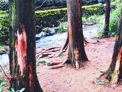-龙井壹号·茶缘山景宴(龙井村店)
