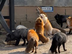 -宫城藏王狐狸村