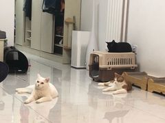 -北京观赏动物医院·24小时大型综合·猫专科·异宠专科