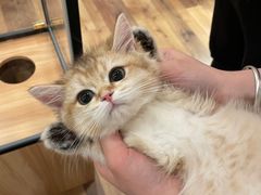 -袖虎·猫馆(体育西路店)
