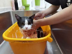 -喜洋洋宠物医院(震川路总店)