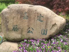 -嘉定紫藤园