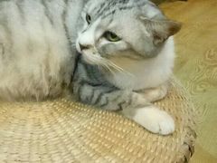 -万小咖.猫咖(中山路天虹店)