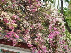 -深圳国际园林花卉博览园