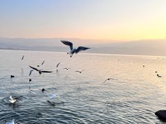 -西昌邛海湾柏樾酒店(原邛海湾柏栎度假酒店)