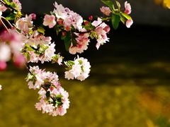 -海棠花溪(元大都城垣遗址公园)