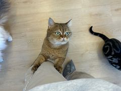 -有喵·猫咖·狗咖·40+猫狗有小奶狗(岗厦店)