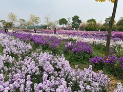 -天适樱花悠乐园