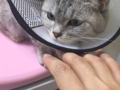 -瑞派宠物医院·24h·骨外科·皮肤科·全科宠物医疗转诊中心(沈阳浑南院)
