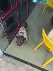 -神奇动物撸宠馆·羊驼·小浣熊·异宠(豫园店)