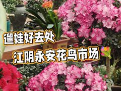 -江阴花鸟市场