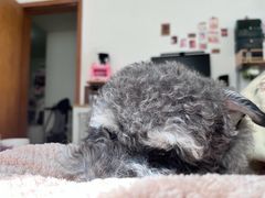 -BABIT巴比特宠物(MOMOPARK店)