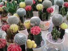 -三圣花乡旅游区