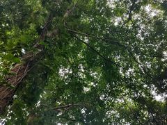 -西双版纳原始森林公园